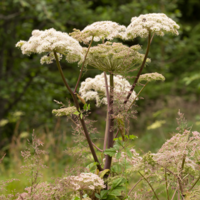Dzięgiel leśny miniaturka 2