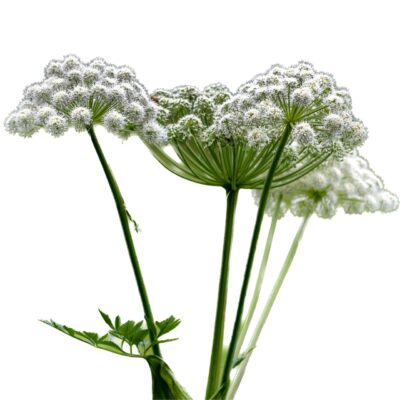 Dzięgiel leśny miniaturka 1