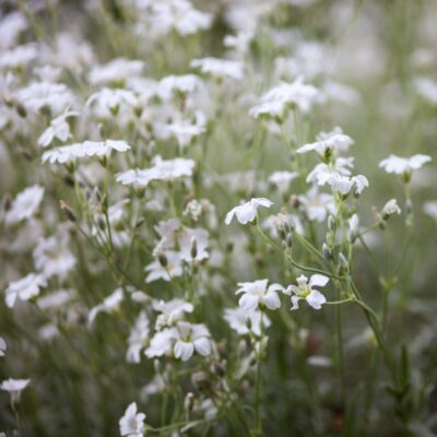 Rogownica pospolita miniaturka 2