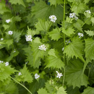 Czosnaczek pospolity miniaturka 2