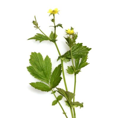 Kuklik pospolity miniaturka 1