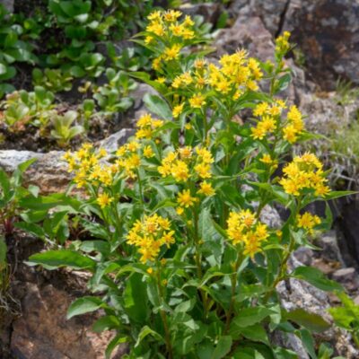 Nawłoć pospolita miniaturka 2