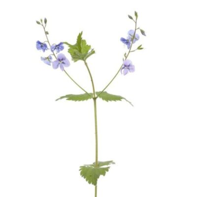 Przetacznik ożankowy miniaturka 1