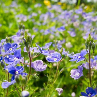 Przetacznik ożankowy miniaturka 2