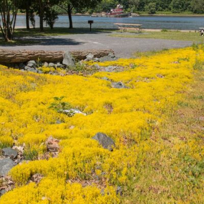 Rozchodnik ostry miniaturka 2