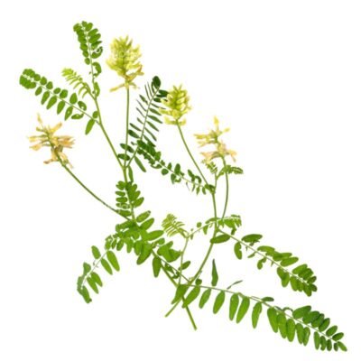 Traganek szerokolistny miniaturka 1