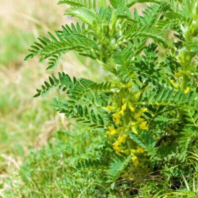 Traganek szerokolistny miniaturka 2