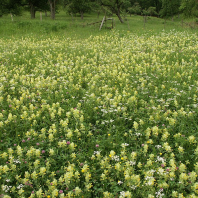 Szelężnik włochaty miniaturka 2