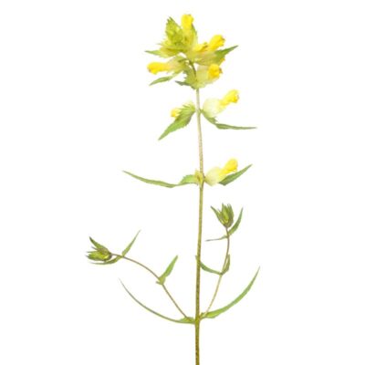 Szelężnik włochaty miniaturka 1