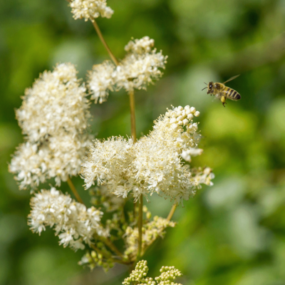 Łąka na wilgotne tereny wieloletnia miniaturka 3
