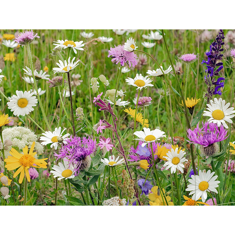 gatunki łąk kwietnych