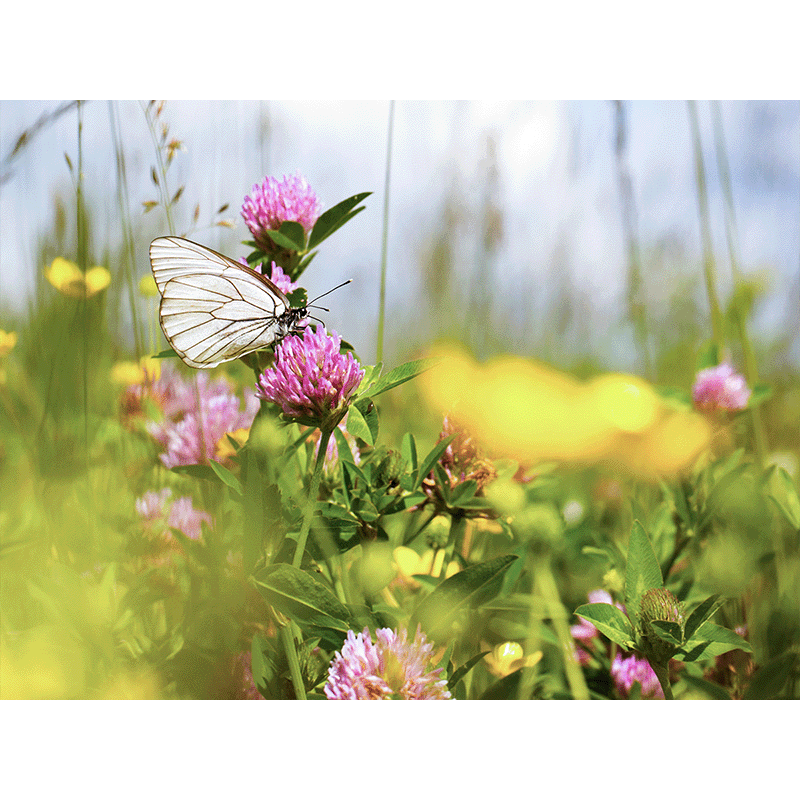 gatunki łąk kwietnych