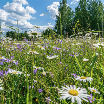 Łąka do sadu miniaturka 2