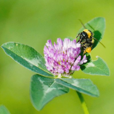 Łąka do sadu miniaturka 3