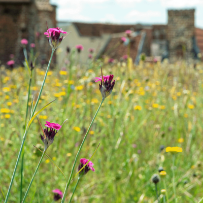 Łąka na zielony dach miniaturka 2
