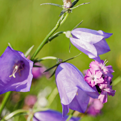 Łąka na zielony dach miniaturka 3