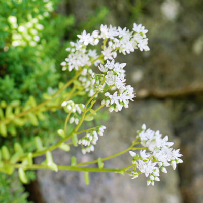 Łąka na zielony dach miniaturka 4