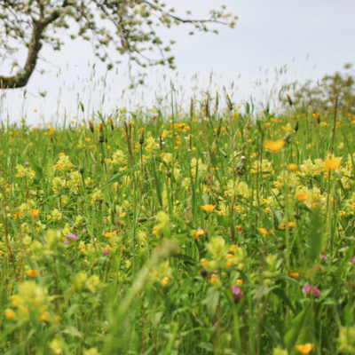 Ogród deszczowy miniaturka 2