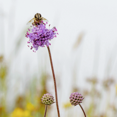 Ogród deszczowy miniaturka 3