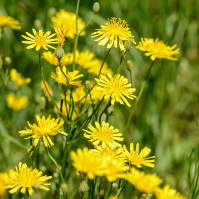 Łąka na farmy fotowoltaiczne miniaturka 4