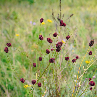 Łąka trzęślicowa miniaturka 2