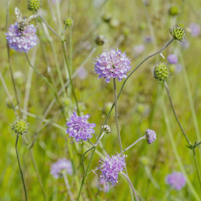 Łąka trzęślicowa miniaturka 3
