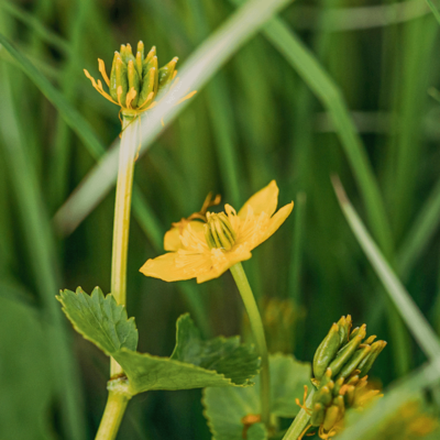 Łąka trzęślicowa miniaturka 4