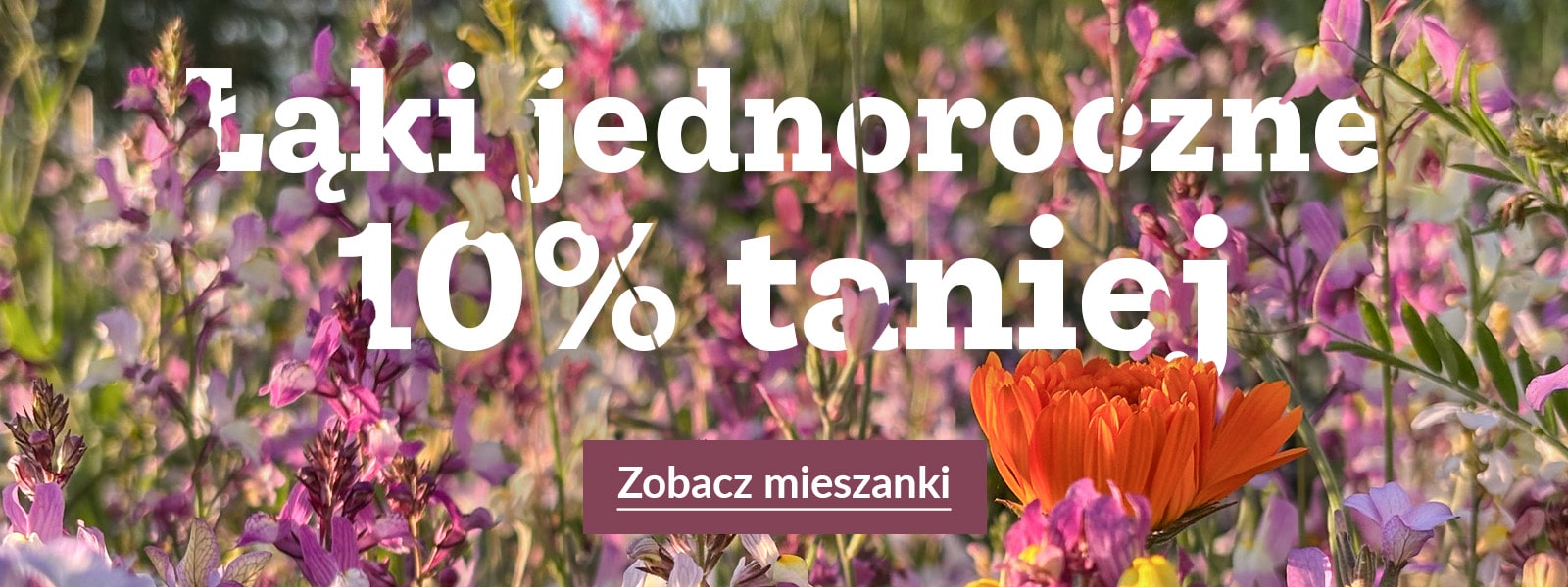 Łąki jednoroczne 10% taniej