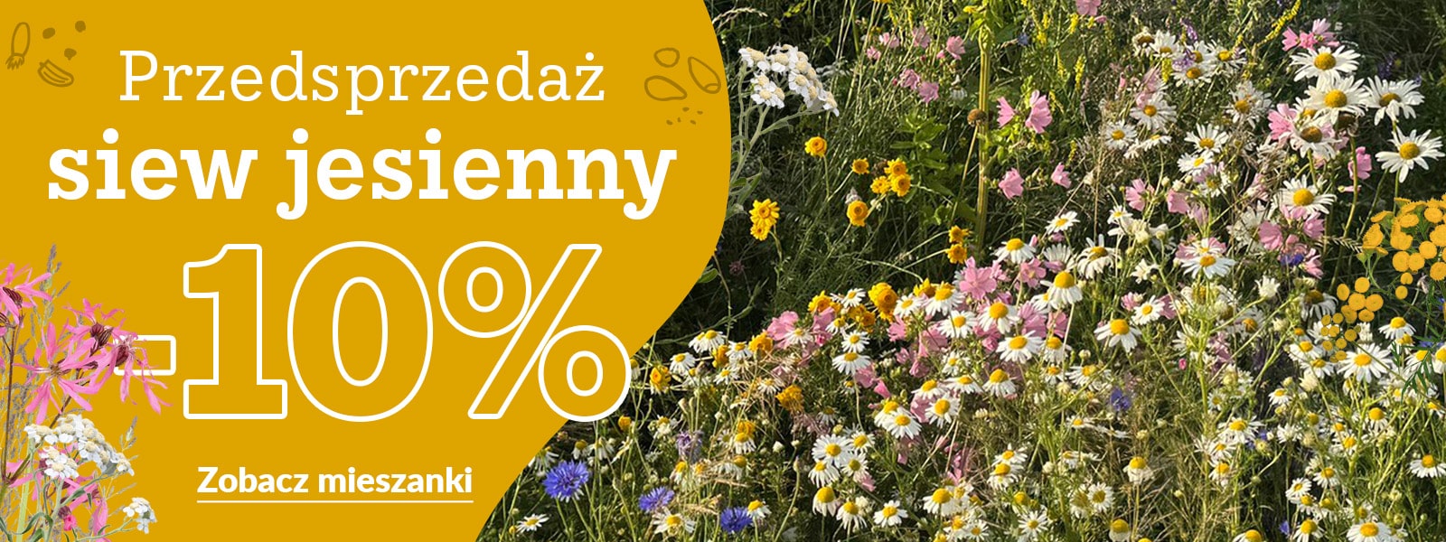 Zdjęcie kwitnącej kolorowej łąki i plansza z napisem: Przedsprzedaż siew jesienny -10%