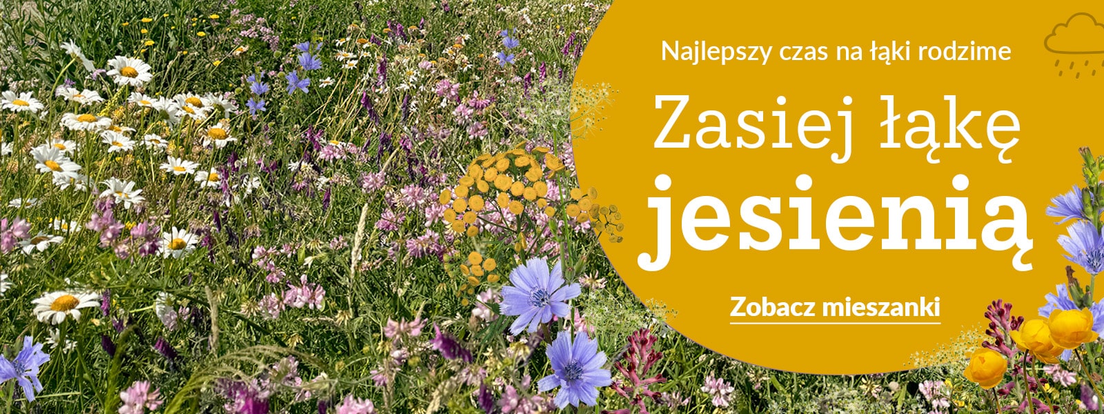 Zdjęcie kwitnącej kolorowej łąki i plansza z napisem: Najlepszy czas na łąki rodzime. Zasiej łąkę jesienią