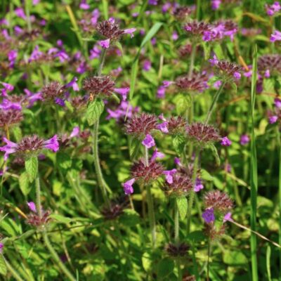 Klinopodium pospolite miniaturka 3