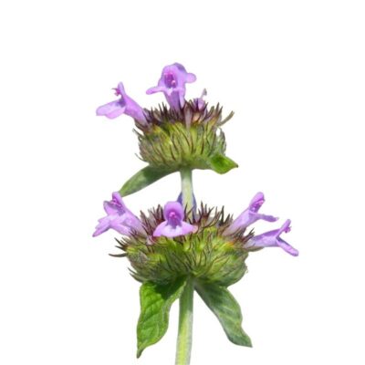 Klinopodium pospolite miniaturka 1