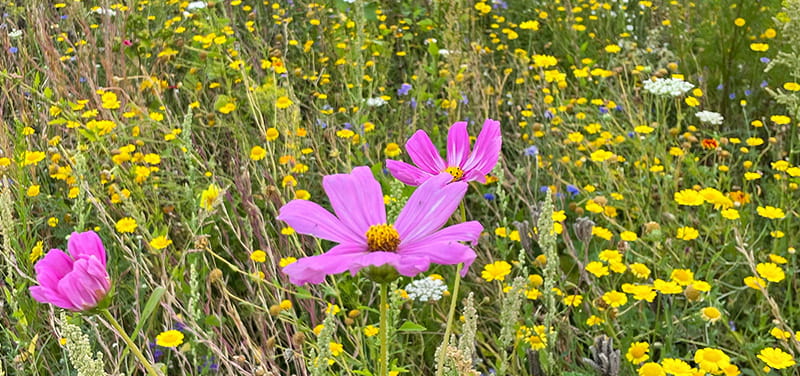 kwitnąca łąka, na pierwszym planie różowy kosmos