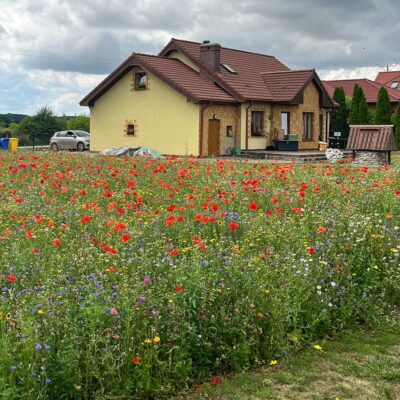 Kwiaty i zioła wieloletnie miniaturka 4