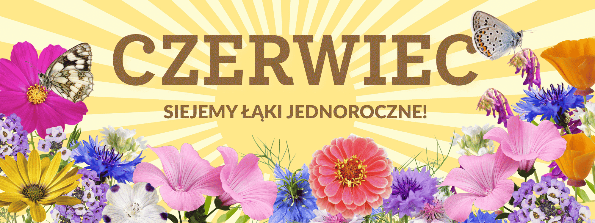 Czerwiec - siejemy łąki jednoroczne